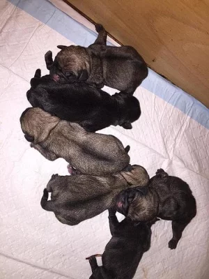 Mops štěňátka s PP