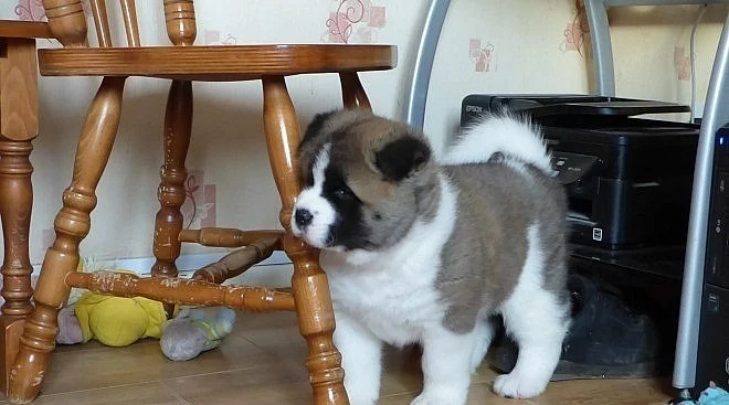 Akita-inu na prodej s PP