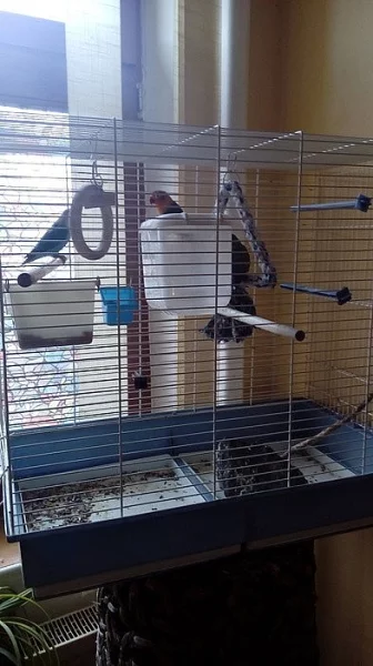 3 papoušky Agapornis s klecí