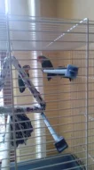 3 papoušky Agapornis s klecí