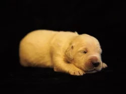 Zlatý retrívr (golden retriever)