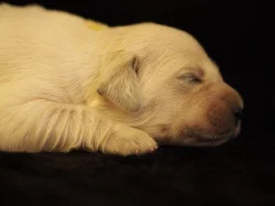 Zlatý retrívr (golden retriever)
