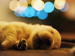 Zlatý retrívr (golden retriever)