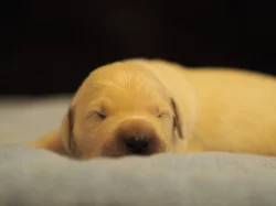 Zlatý retrívr (golden retriever)