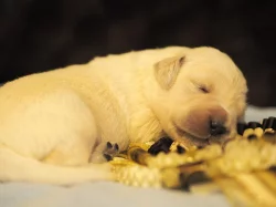 Zlatý retrívr (golden retriever)