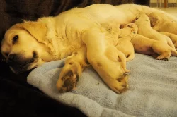Zlatý retrívr (golden retriever)