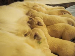 Zlatý retrívr (golden retriever)