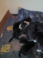 Prodám štěnata kříženců staforda