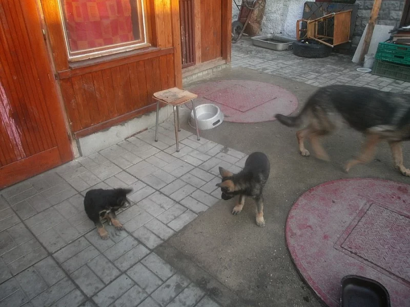 slečny