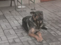 slečny