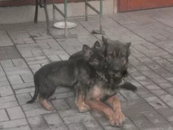 slečny