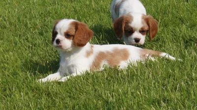 Cavalier King Charles štěňata