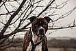 Grison - kříženec pitbulteriéra