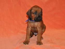 Štěňátka Rhodhéského Ridgebacka