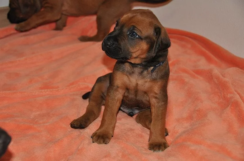 Štěňátka Rhodhéského Ridgebacka