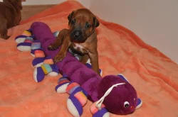 Štěňátka Rhodhéského Ridgebacka