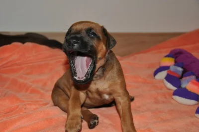 Štěňátka Rhodhéského Ridgebacka
