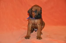 Štěňátka Rhodhéského Ridgebacka