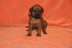 Štěňátka Rhodhéského Ridgebacka