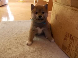 Štěňat Shiba inu s PP