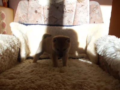 Štěňat Shiba inu s PP