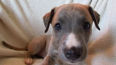 Štěňátka Whippet / Vipet