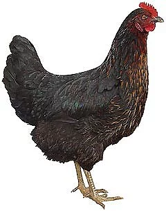 Chovné kuřice 20.týdnů 165kč/ks.