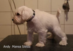 Nabízíme štěňata malý bílý knírač ihned k odběru