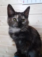 Kurilský bobtail s PP