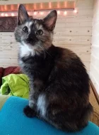 Kurilský bobtail s PP