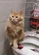 Kurilský bobtail s PP