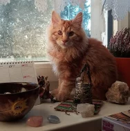 Kurilský bobtail s PP