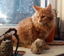 Kurilský bobtail s PP