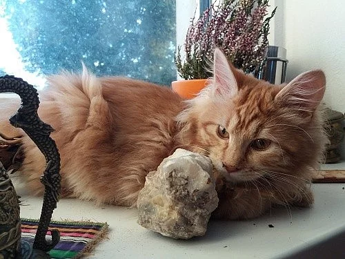 Kurilský bobtail s PP