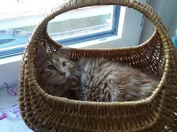 Kurilský bobtail s PP