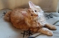 Kurilský bobtail s PP