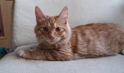 Kurilský bobtail s PP