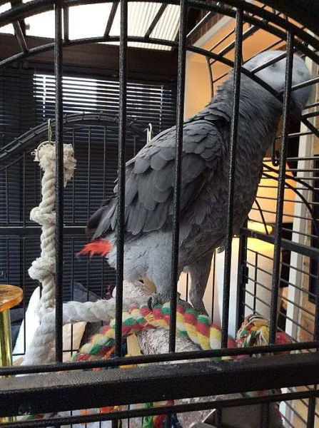 Africké Grey Papoušci na prodej