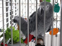 Africké Grey Papoušci na prodej