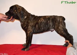 Boerboel - štěňata s PP