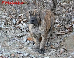 Boerboel - štěňata s PP
