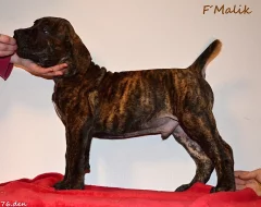 Boerboel - štěňata s PP