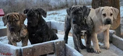 Boerboel - štěňata s PP