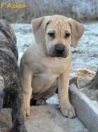 Boerboel - štěňata s PP