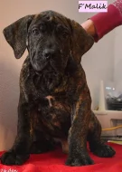 Boerboel - štěňata s PP