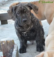 Boerboel - štěňata s PP