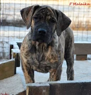 Boerboel - štěňata s PP