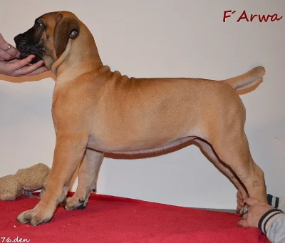 Boerboel - štěňata s PP