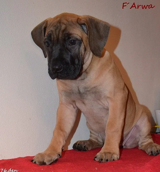 Boerboel - štěňata s PP