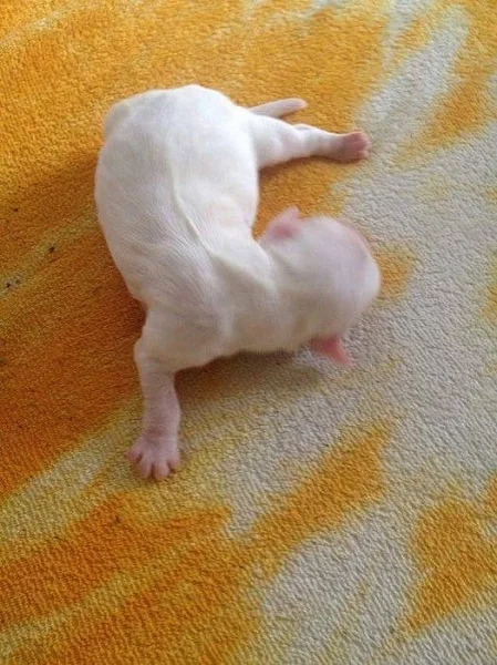 Nabízím štěňátka jorkšírů